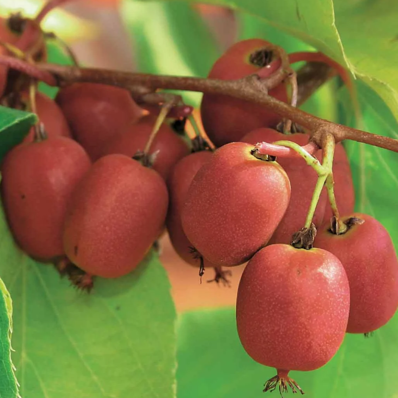 Obrázok Aktinídia žilnatá - kiwi (Actinidia arguta) ´WEIKI´ - výška 20-30 cm, kont. P9/P11